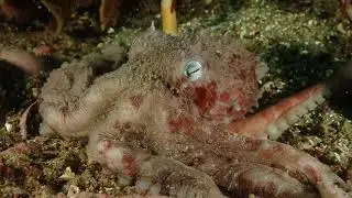 Pulpo Colorado en Pasto Amarillo - Golfo San Jorge - Patagonia Argentina