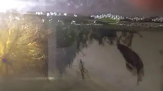 Нерест петушков