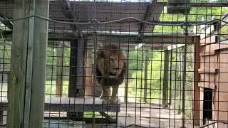 Best lion roar - sound effect I