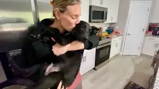 Can you train a 13 Week Old Belgian Malinois Puppy?