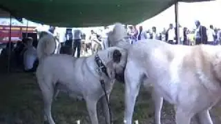 Kangal festival 2009 .8