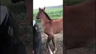 Император залез в автомобиль. 313 