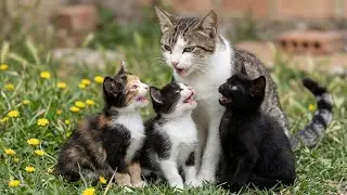 The mother cat was waiting for me on the side of the road and allowed me to touch her kittens.3🥹😍