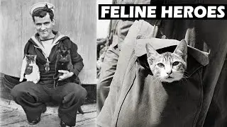 Feline Heroes: The Cats of World War I #shorts