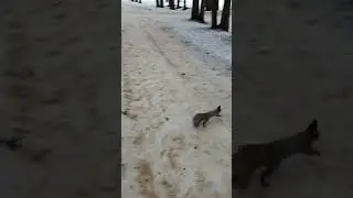 Рэкет на дороге 😃
