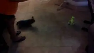 Miss Bella Meets T-Rex Video 1   20170519 194533