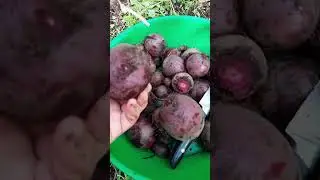 Севооборот в теплице.