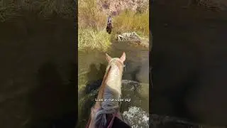 Brave water pig