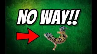 CRAZY leopard gecko fight