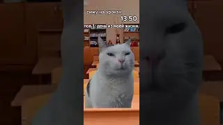 1 день из моей жизни #кот #животные #кошка #мими #люблю #хочуврек #шортс