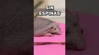 SE VERIAN LOS ANIMALES DE ESTA FORMA 😳😲#viral #animal