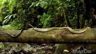 Drymarchon melanurus