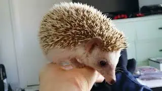 Found new video! - In memoriam - Mr Hedgie, 2019