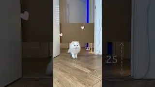 Mia vs Descending gate - 2👀🐱 #cat #catvideos