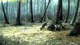 Косули на солонце, видео с фотоловушки