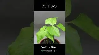 Borlotti Bean #timelapse