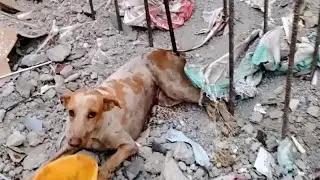 Uyluğuna İnşaat Demiri Saplanan Köpek