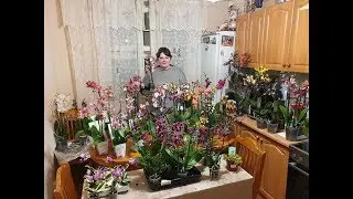 Обзор орхидейной базы