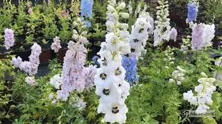 Nemtisor (Delphinium) 2019