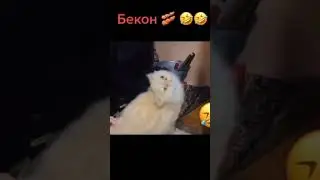 #котывидео #котыприколы #коты