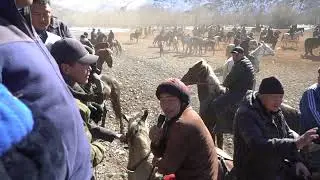 Чаң улак Гүлчө, Алай 10.02.2024
