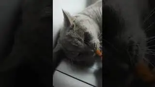 Маус і морква🥕 208