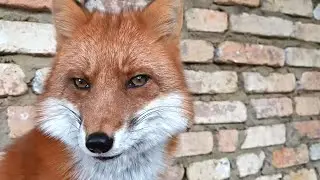 [English Subtitles] Lisa the Fox ask for your attention