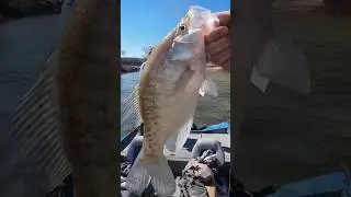 Crappie Be Creekin