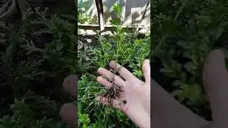 Самшит черенок 