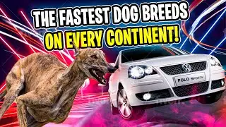 The FASTEST DOG BREEDS on every CONTINENT! 🦮🦮🦮