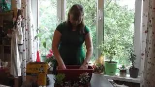 Суккуленты. Как сделать садик из мини суккулентов.
