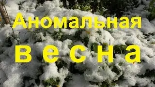 Аномальная весна, а как живут пчелы