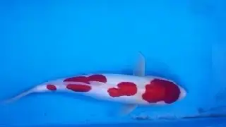IKAN KOI KOHAKU DOITSU