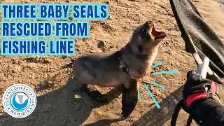 Three Baby Seals Rescued From Fishing Line