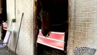 Amazing Horse Tongue