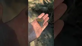 I Found a 10 Million Year Old Graveyard!