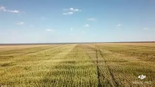 Pivô central, oeste baiano.Central pivot irrigation in western baiano in Brazil.