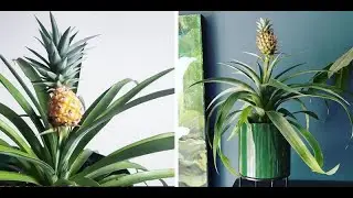 Growing Pineapples from Pineapple Tops - Fast & Easy House Plant