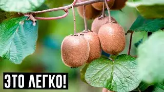 Вырастить настоящее вкусное киви дома на подоконнике — просто. Вот как это сделать!