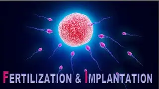 #NEET Easy Way to Understand Fertilization and Implantation  || NCERT