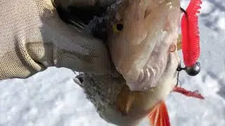 🎣🐟