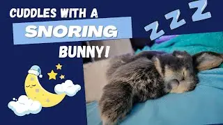 Cuddling with a SNORING bunny!