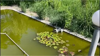 Мирка и рыбка 🐟