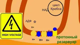 ШкБио: Энергетический обмен