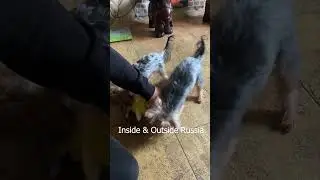 Порвали Миньона!