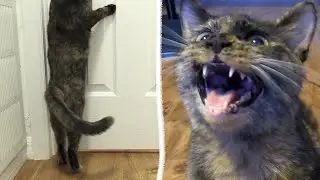 Prrbbtt… Let Me In Right MEOW!