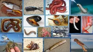 THE MAIN OUTPUTS OF SURFCASTING # 7