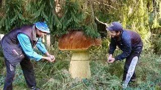 Hřibová sezóna odstartovala. Hřiby jsou tu a rostou ve velkém! Plné košíky z našich lesů. Houbaření.