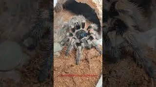 Взрослая самка птицееда. Grammostola pulchripes после линьки 
