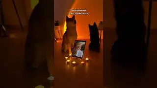 #собака #смешныеживотные #питомцы